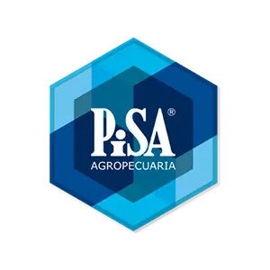 Pisa